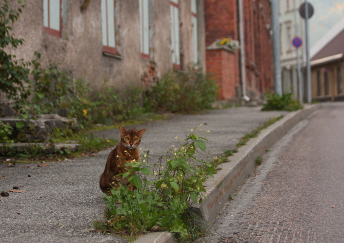 Vaade Tartu tänavale, Viljandi