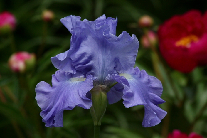 Iiris Land of Lakes