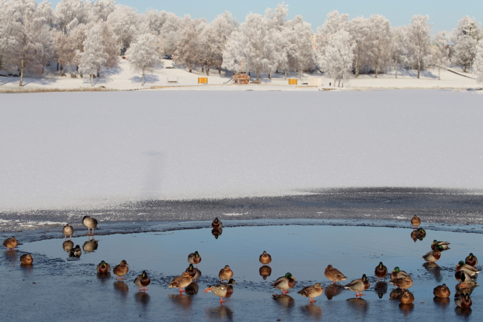 Pardid Paala järvel, Viljandi