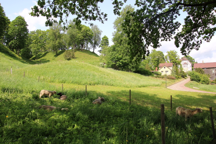 Lambad Viljandi lossimägede nõlval