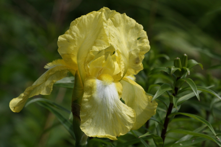 Iiris Moonlight Madonna