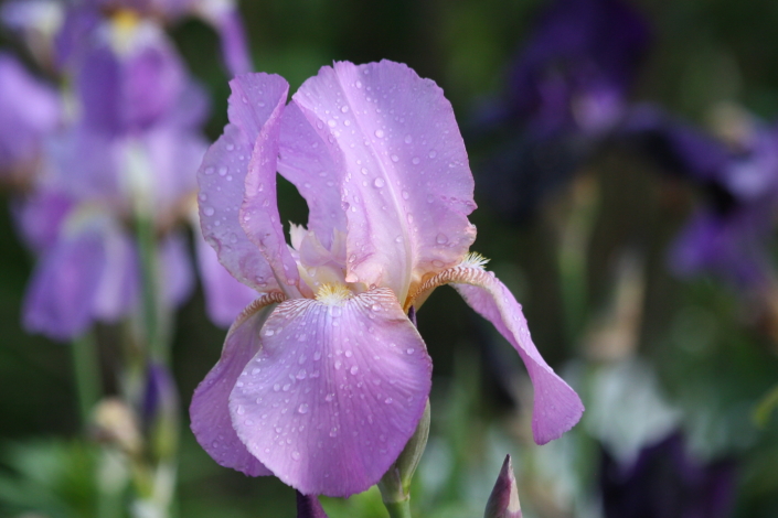 Iiris Pink Beautiful